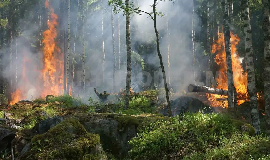 Provocar incendios es equiparable al homicidio