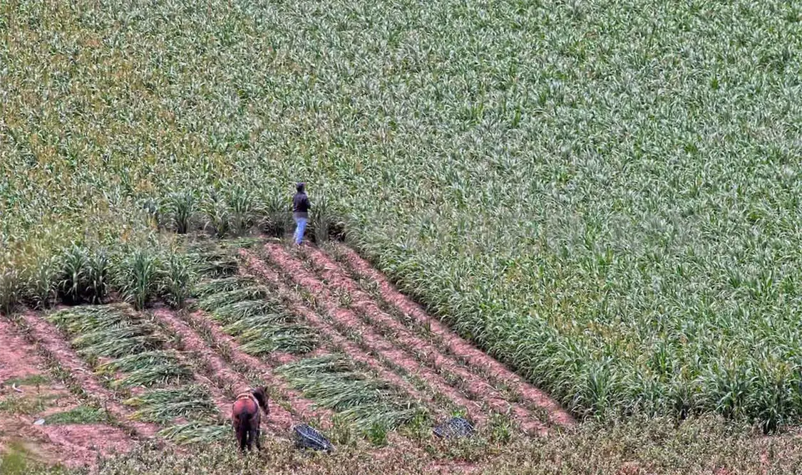 Frentes fríos causan afectaciones al agro
