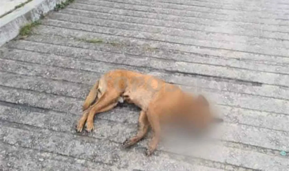 Envenenan a perros en inmediaciones de penal