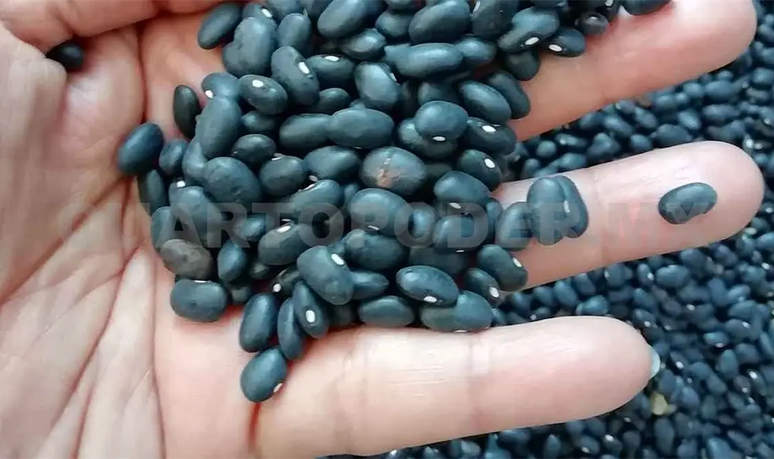 Legumbres, alimento de gran beneficio y accesible