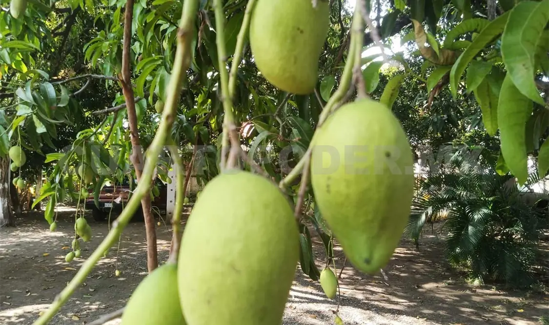 Para este año se tienen 35 mil hectáreas dedicadas a la producción del mango. Ramón García / CP