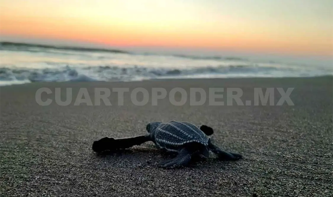 Liberan 4 crías de Laúd; están en peligro de extinción