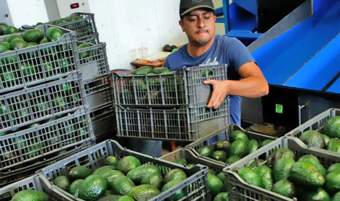 Este sábado se reanudaron las actividades en huertas de aguacate y empaques de Michoacán. Cortesía