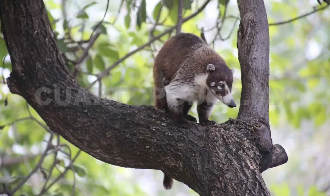 “Martina”, la mascota del Parque del Oriente