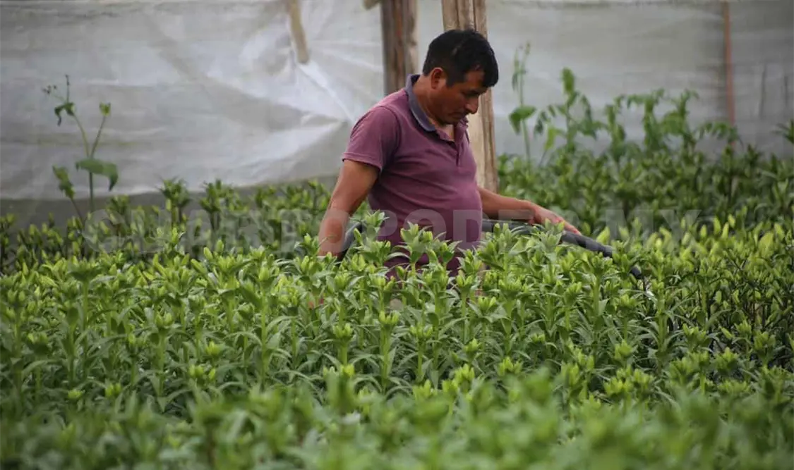 A jornaleros chiapanecos no los detuvo la pandemia