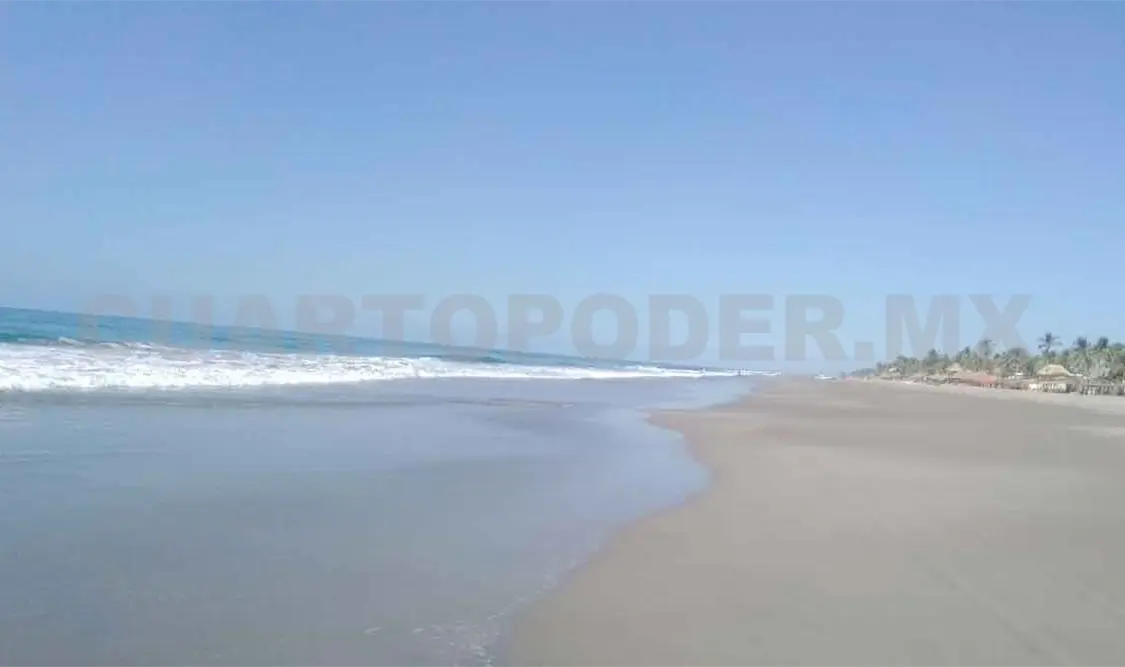Robo de huevos de tortuga, un negocio redondo en las playas