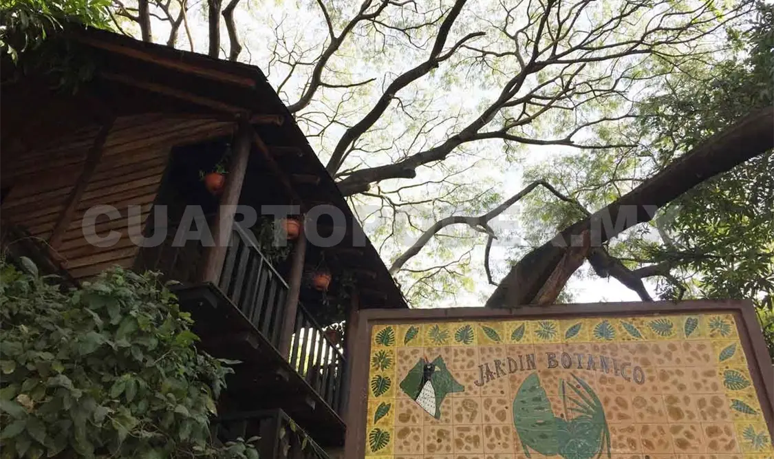 Jardines botánicos conservan a especies amenazadas