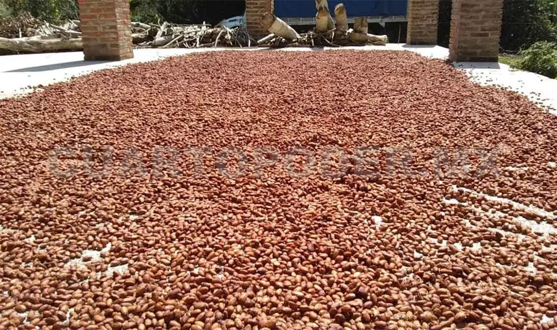 Cacao real genera interés en mercados europeos