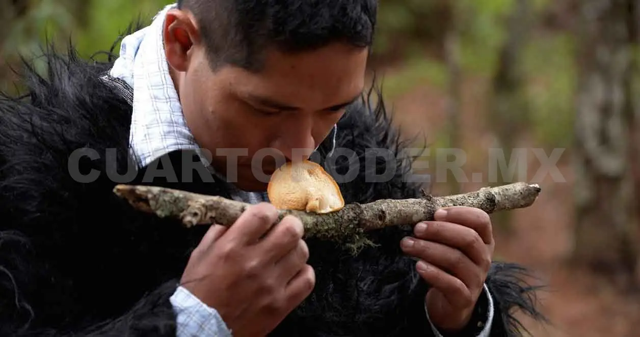 Hacen falta más estudios sobre hongos silvestres