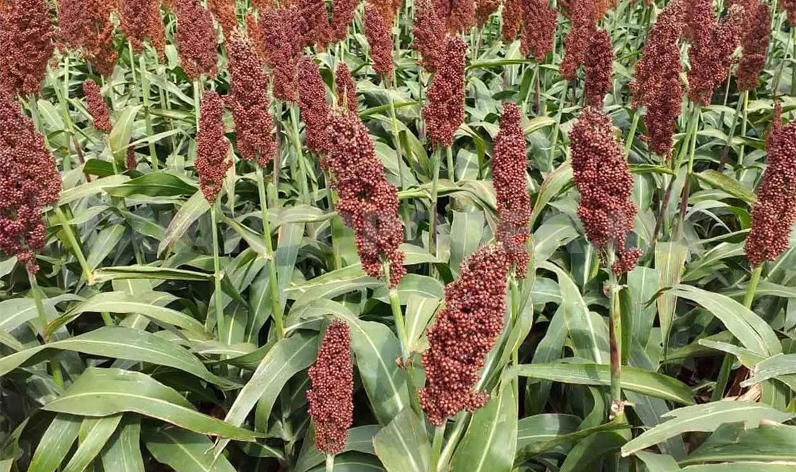 Destinan más de 140 mil hectáreas para sorgo