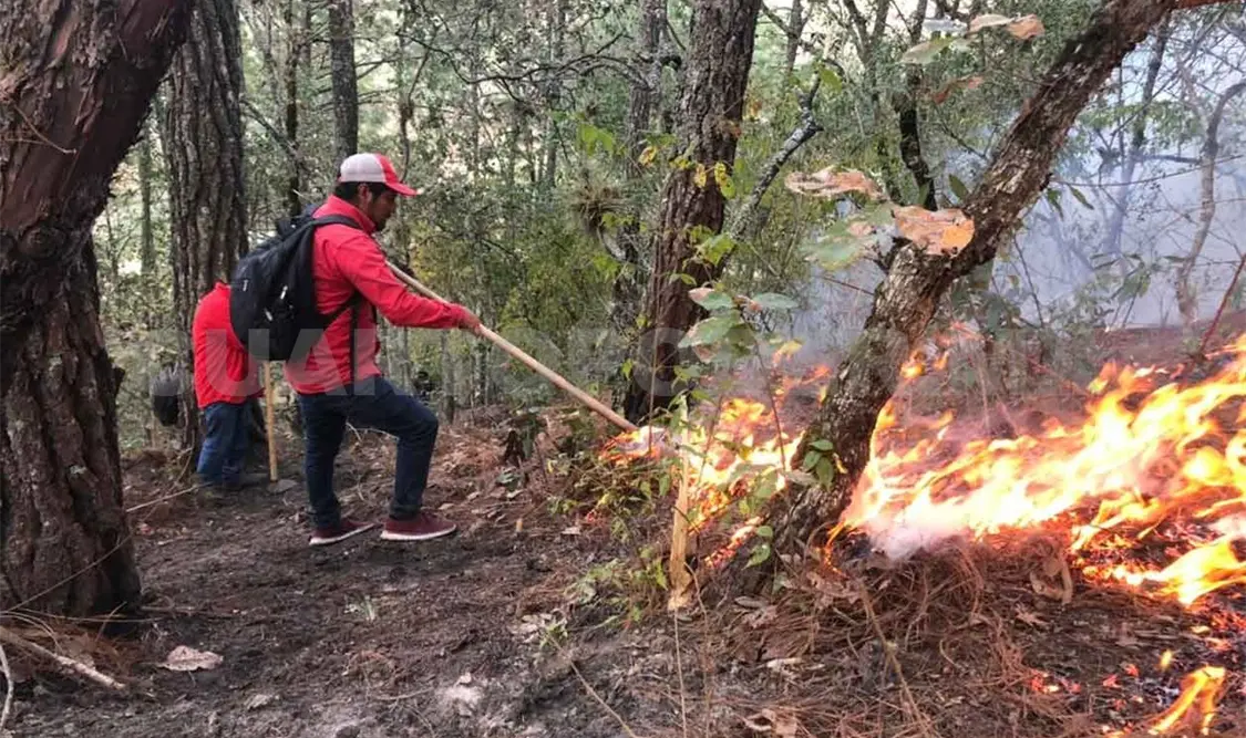 Fuego daña arbolado adulto de pino-encino