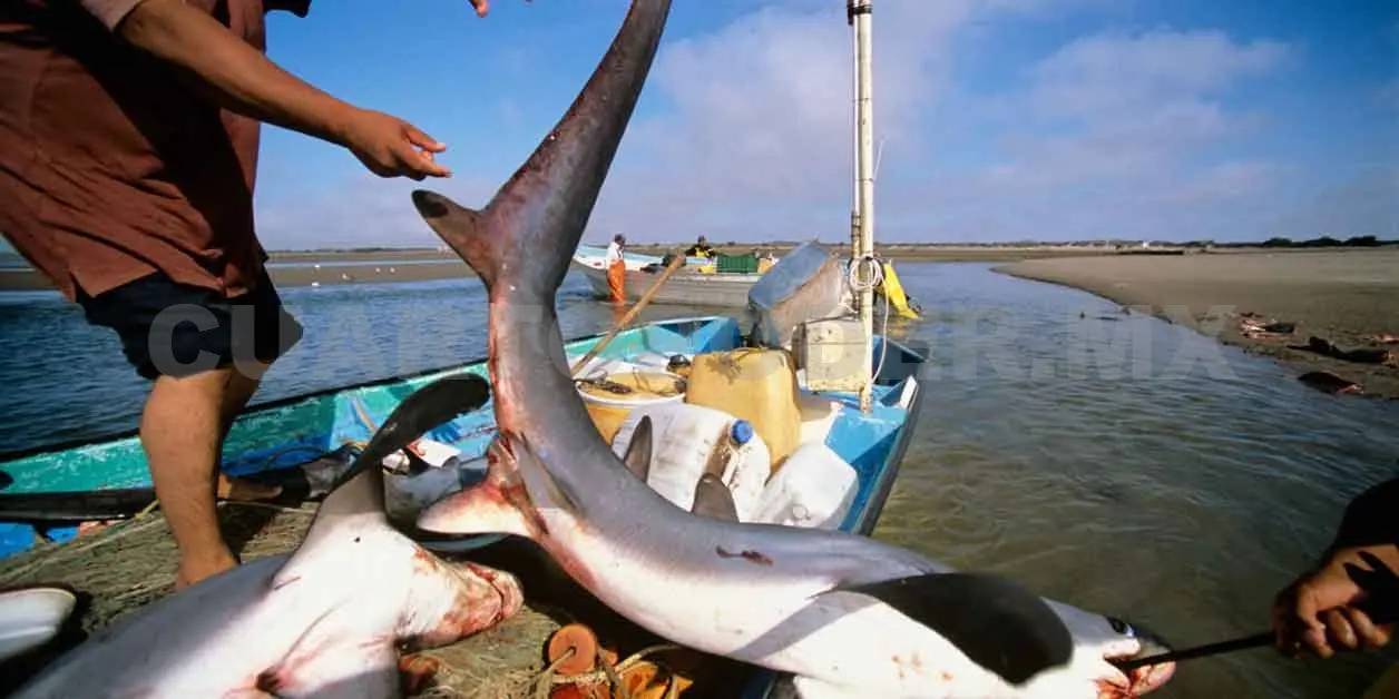 Se enfocan en la captura de tiburón