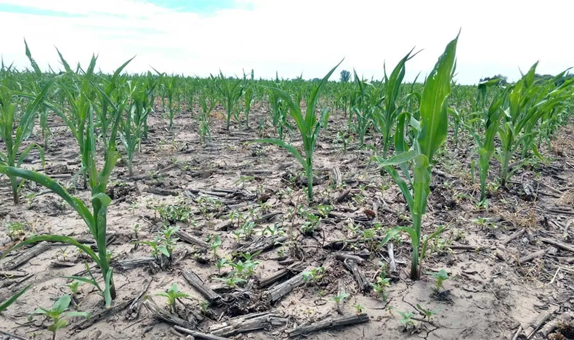 La aparición de estos animales mantiene preocupados a los productores de maíz. Noel Vázquez / CP