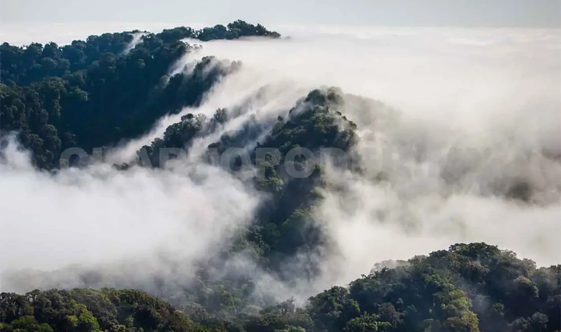 Reserva de la Biósfera El Triunfo cumple 32 años