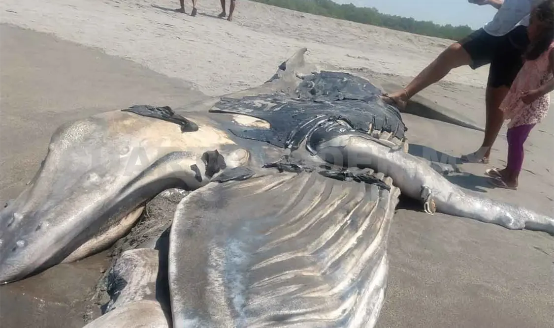 Localizan restos de una ballena sobre la playa
