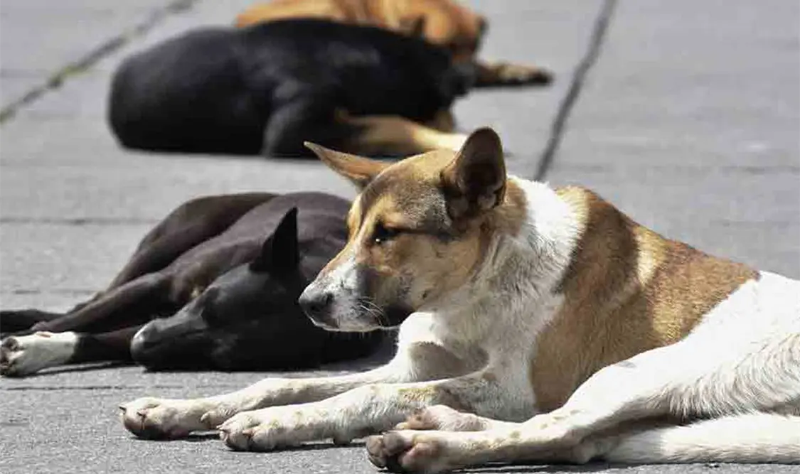 Un informe realizado por la Dirección de Ecología revela que se han contabilizado 400 mil perros sin hogar en todo el municipio. Cortesía