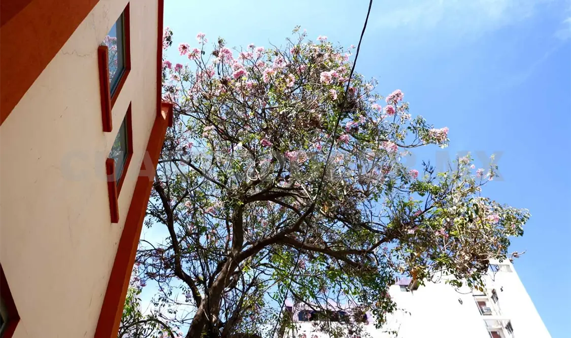 La intención de la exposición es rescatar y dar a conocer la flora nativa. Diego Pérez / CP