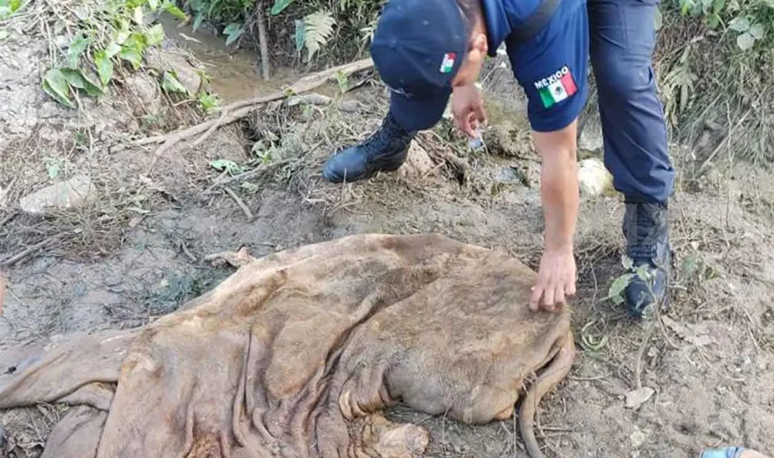 Sacrifican semoviente y logran llevarse la carne