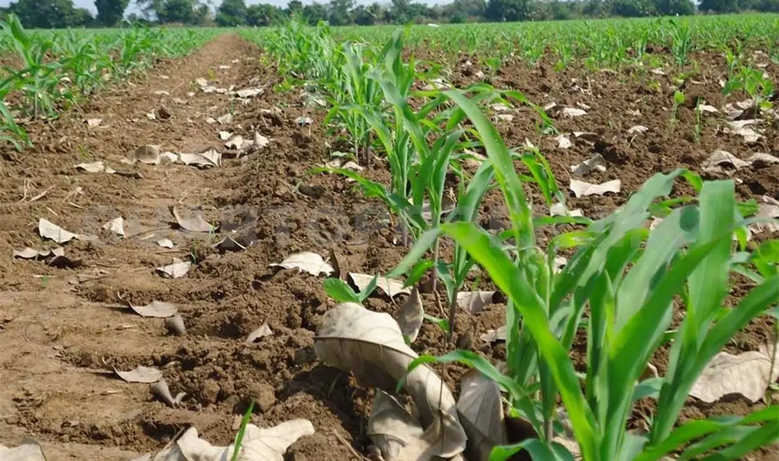Productores de maíz lamentan falta de apoyos para el campo