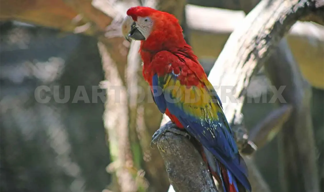 Animales longevos, los “abuelos” del ZooMAT