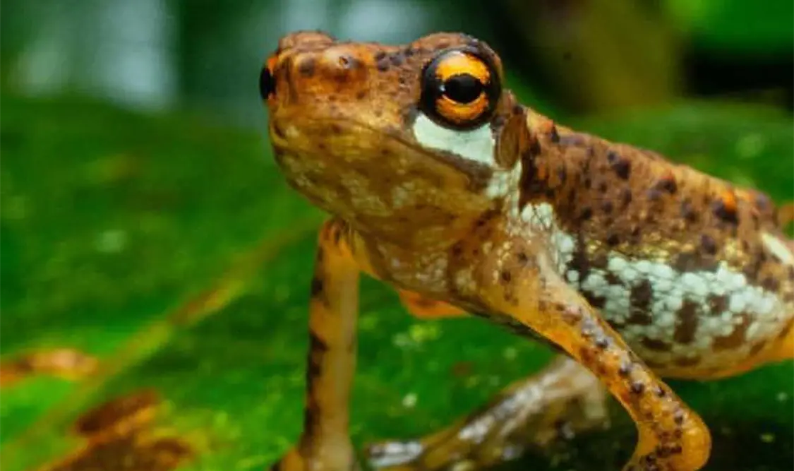 Una especie indicadora refleja la condición ambiental específica de un ecosistema. Cortesía