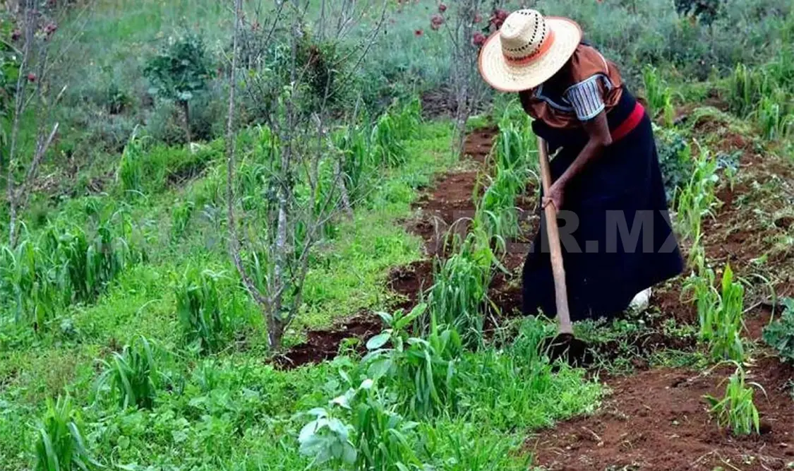 El Cimmyt mediante programas incluye y reconoce la aportación de la mujer en la seguridad alimentaria. Cortesía