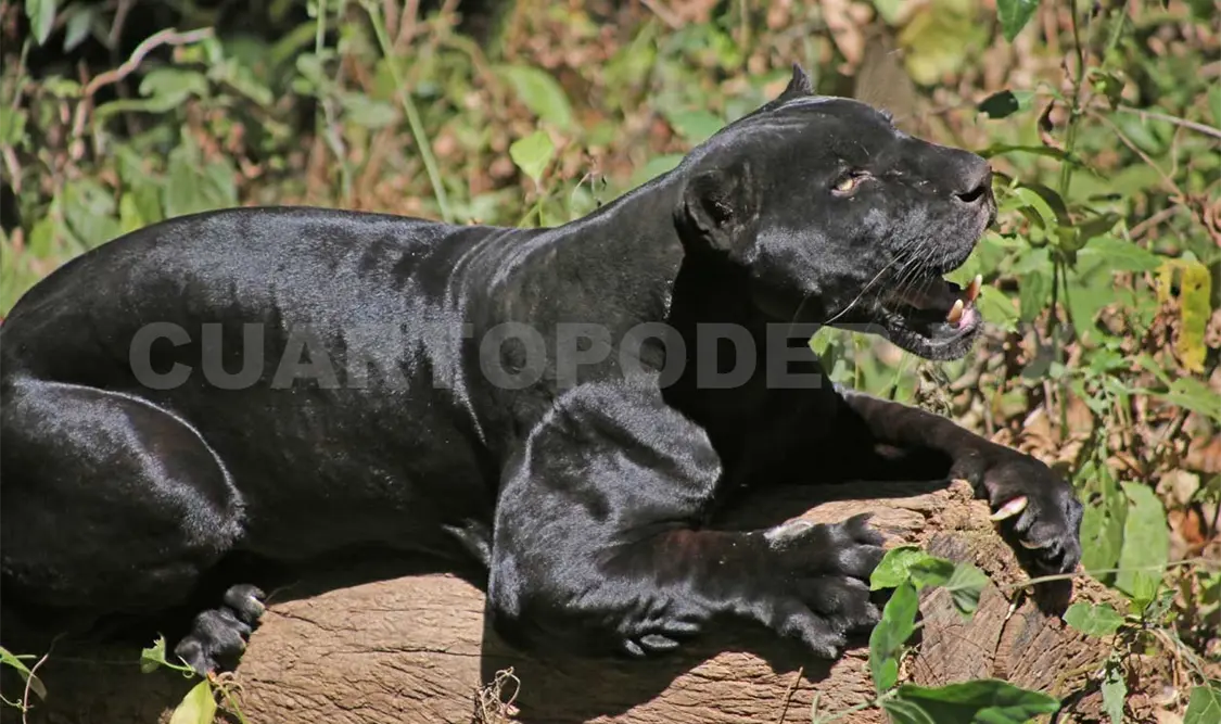 Jaguar, ícono de Mesoamérica