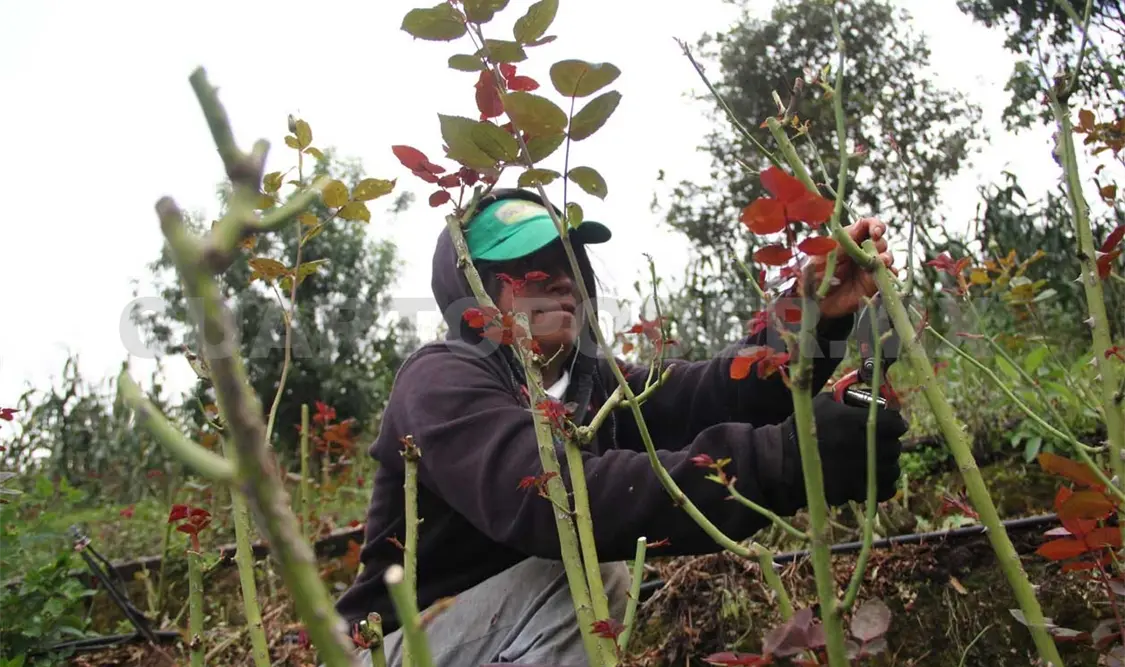 Desarrollo sustentable se usa sin saber qué significa
