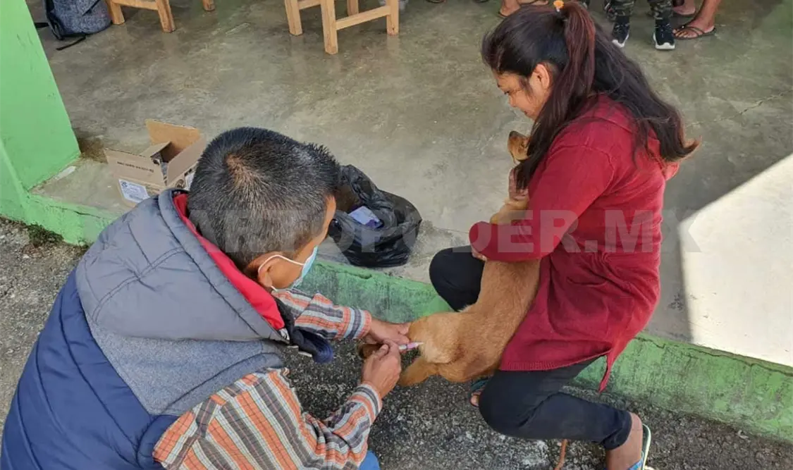 Inicia jornada de vacunación antirrábica a perros y gatos