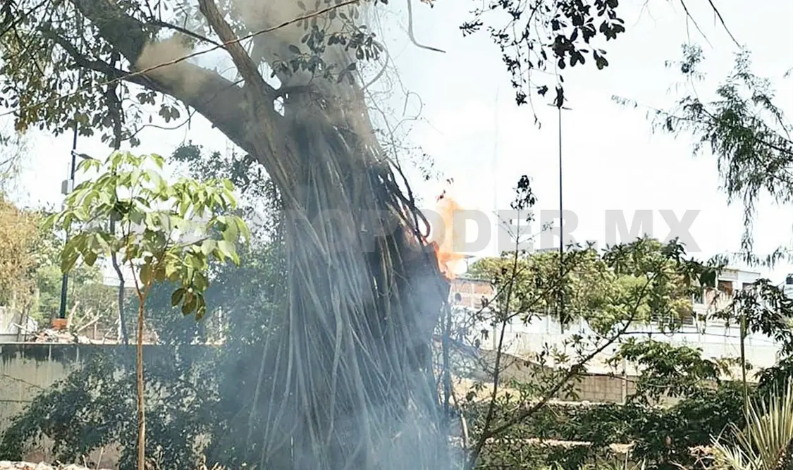 Se trataba de un ejemplar de Sabino de unos 25 metros de altura, ubicado en la entrada del parque Tuchtlán. CP
