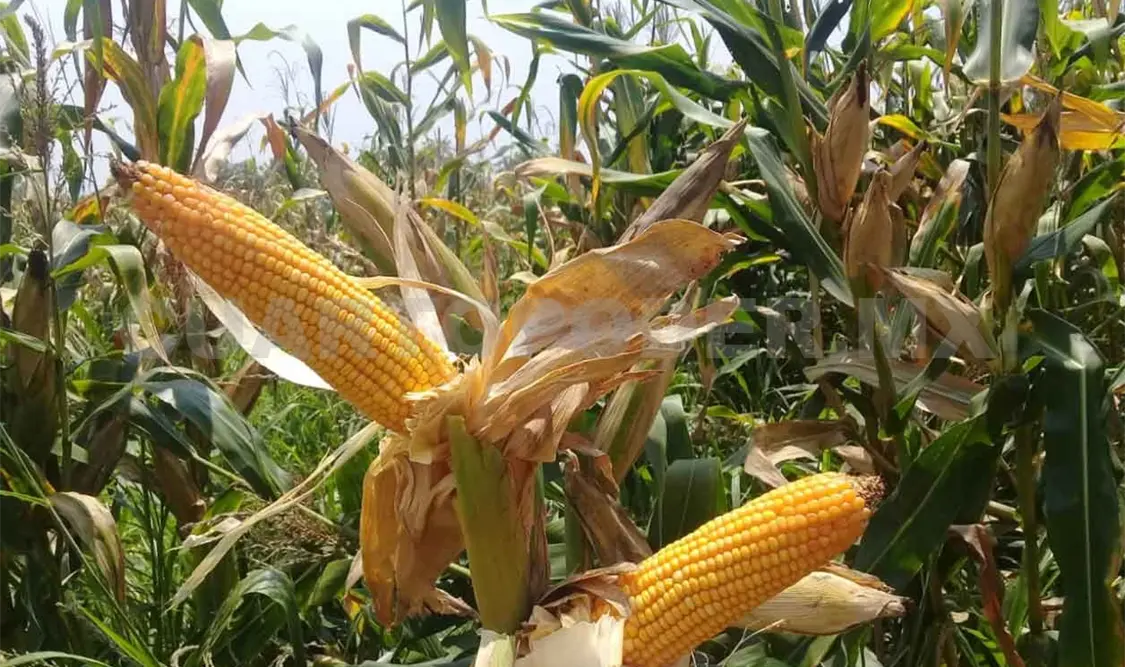 Chiapas destaca en siembra, pero no en producción