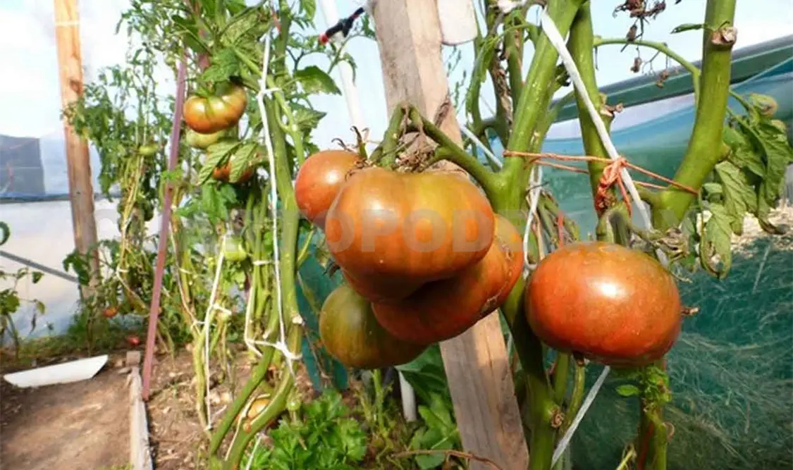 Preocupa a expertos desperdicio de frutas