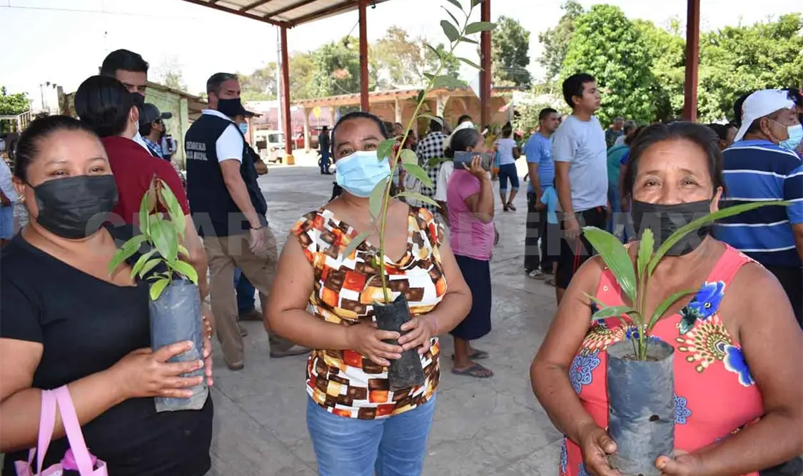 Con plantas buscan reducir mosquitos