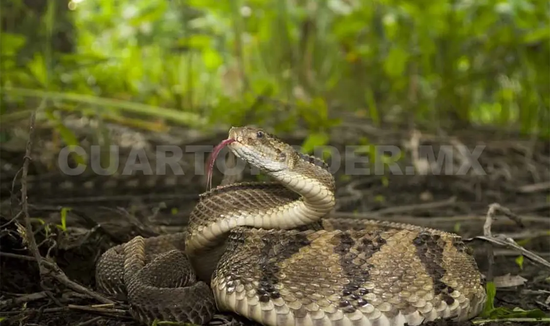 Cascabel chiapaneca, especie de interés médico