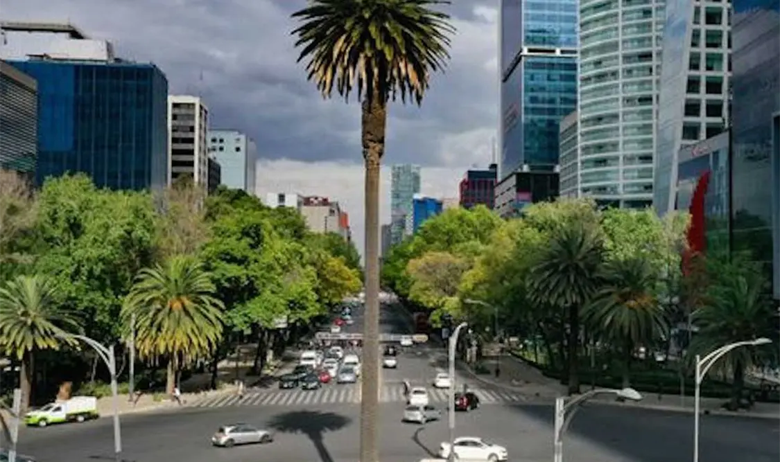 Con el retiro de la famosa palma de Reforma, el tema está causando revuelo. Cortesía