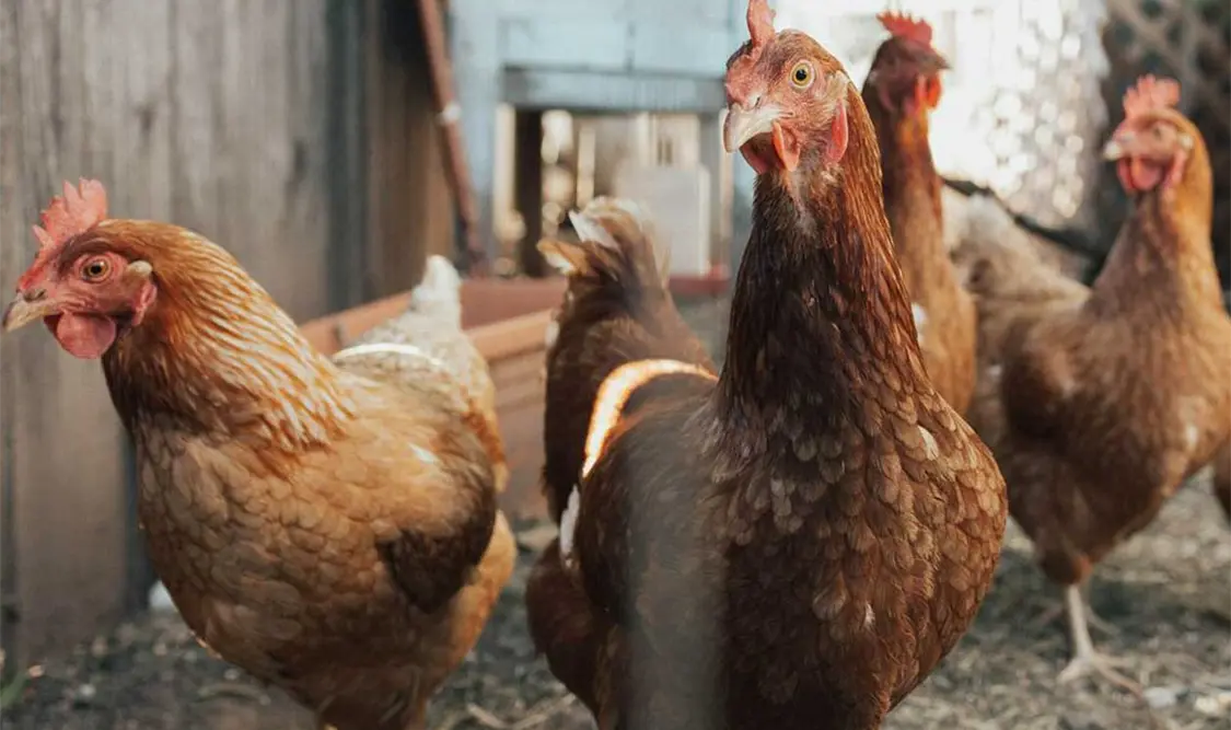 El H3N8 se encuentra en las aves, también en los caballos y es uno de los dos virus que causan la gripe canina. Cortesía
