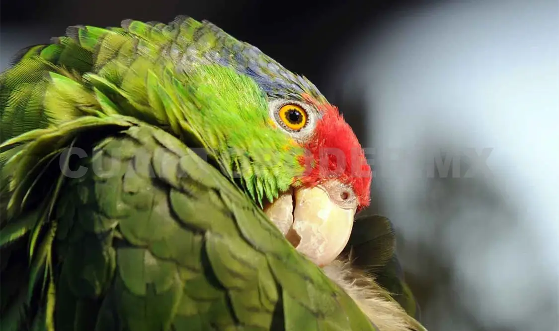 Chiapaneca es premiada por labores de rescate de fauna