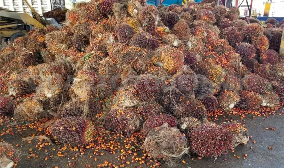 Productores de palma registran mejores precios