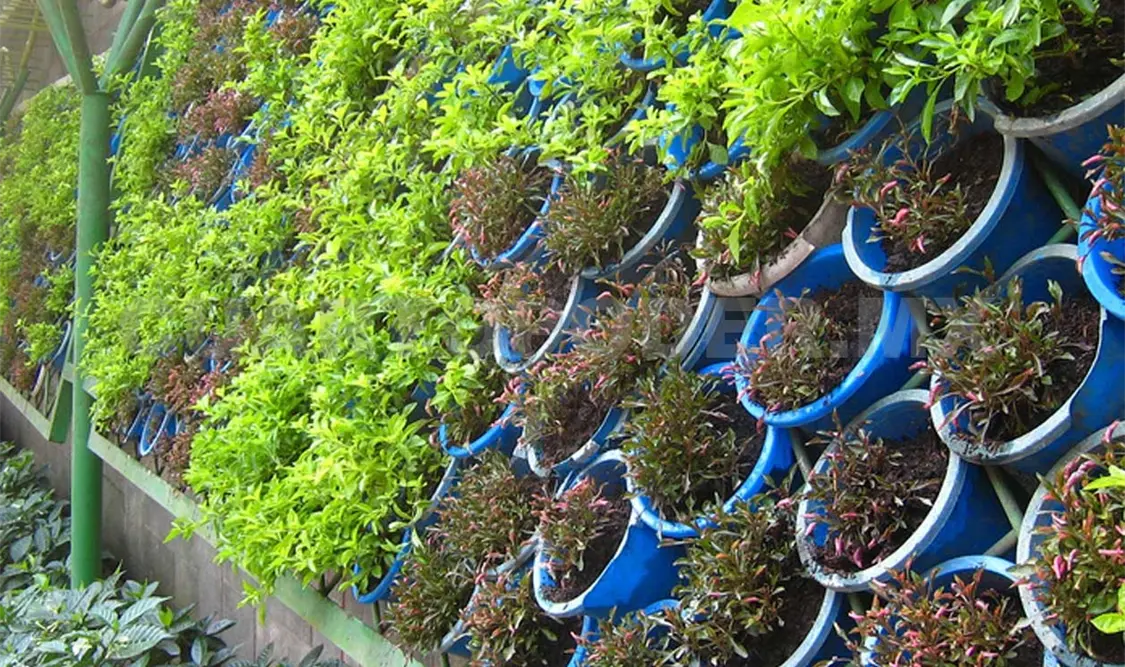Las plantas son aliadas contra el calor; esta opción resulta de gran beneficio para los hogares. CP