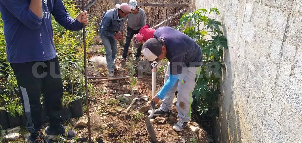 Campaña de reforestación en el sur de SCLC