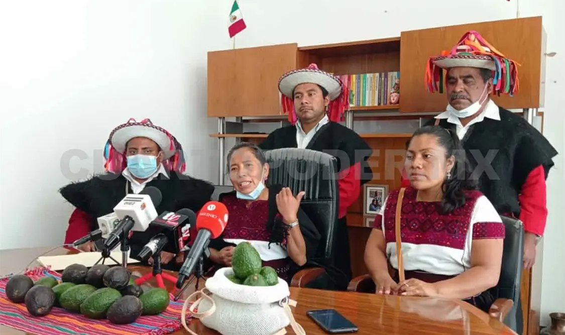 Larráinzar le apuesta a la producción de aguacate