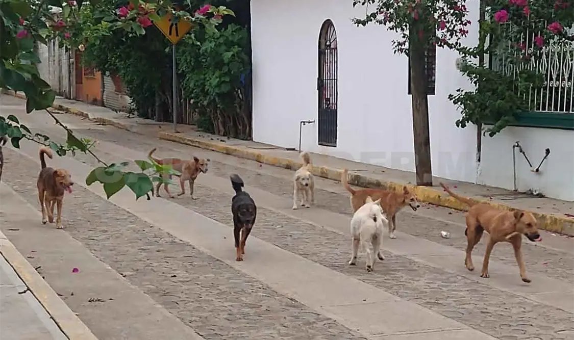 Colonias en riesgo por sobrepoblación de perros callejeros