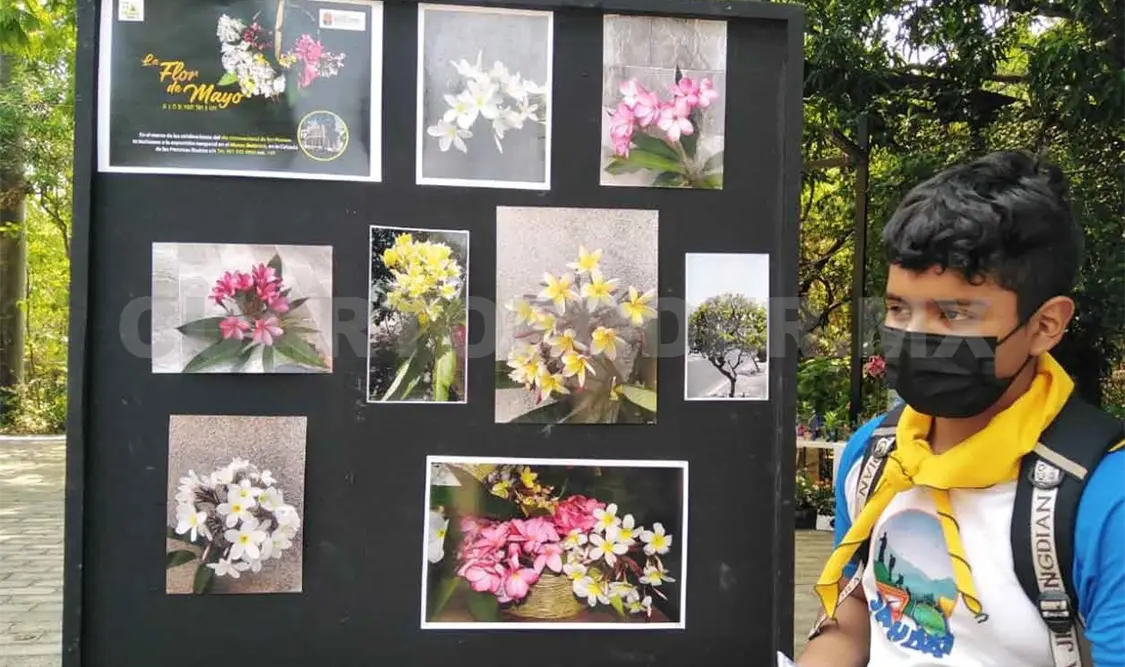 Exponen fotografías de la flor de mayo