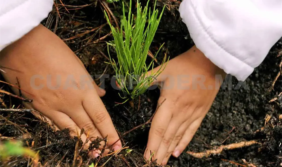 Magna reforestación incluirá un millón de árboles