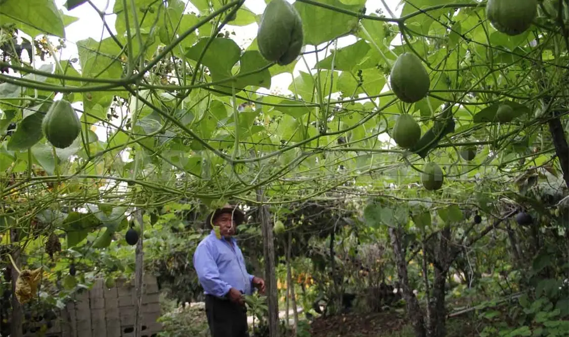 Agroecología, opción ante crisis alimentaria