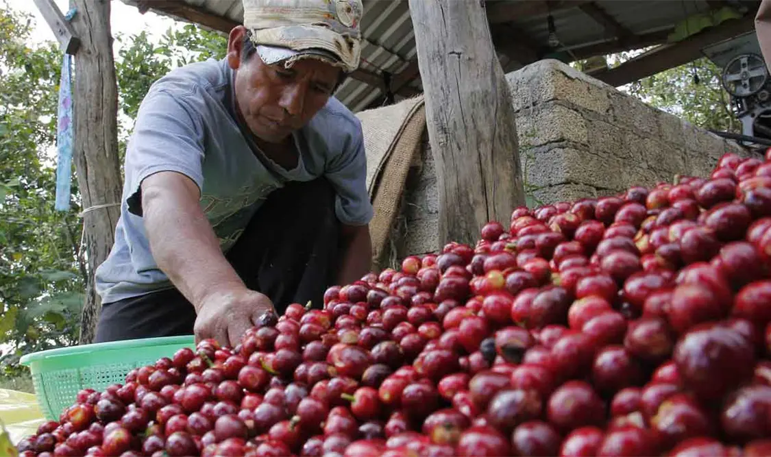 El renacer del café mixteco