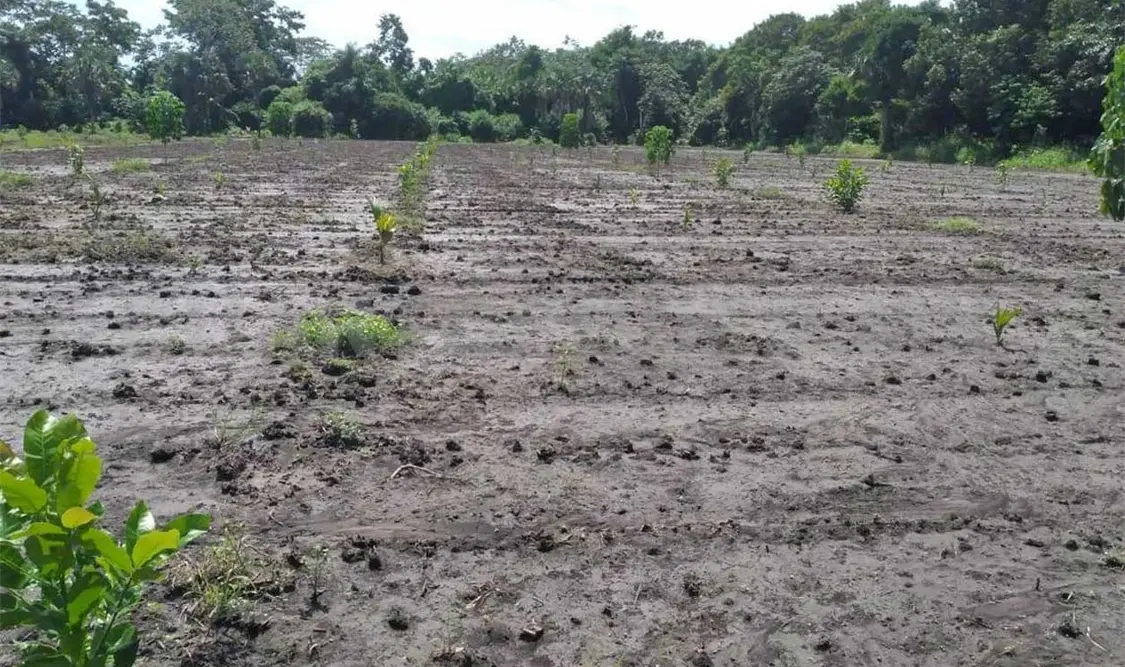 El campo chiapaneco padece los estragos ante la falta de apoyo. CP