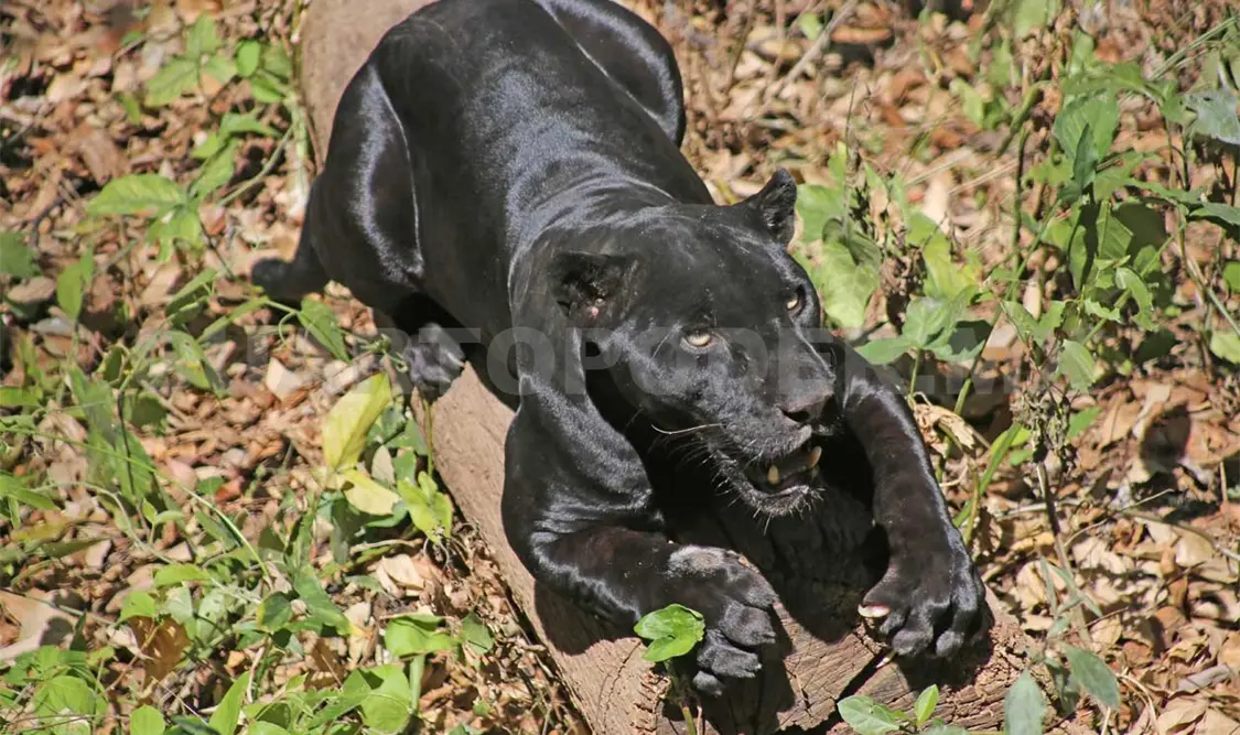 Chiapas es líder en biodiversidad