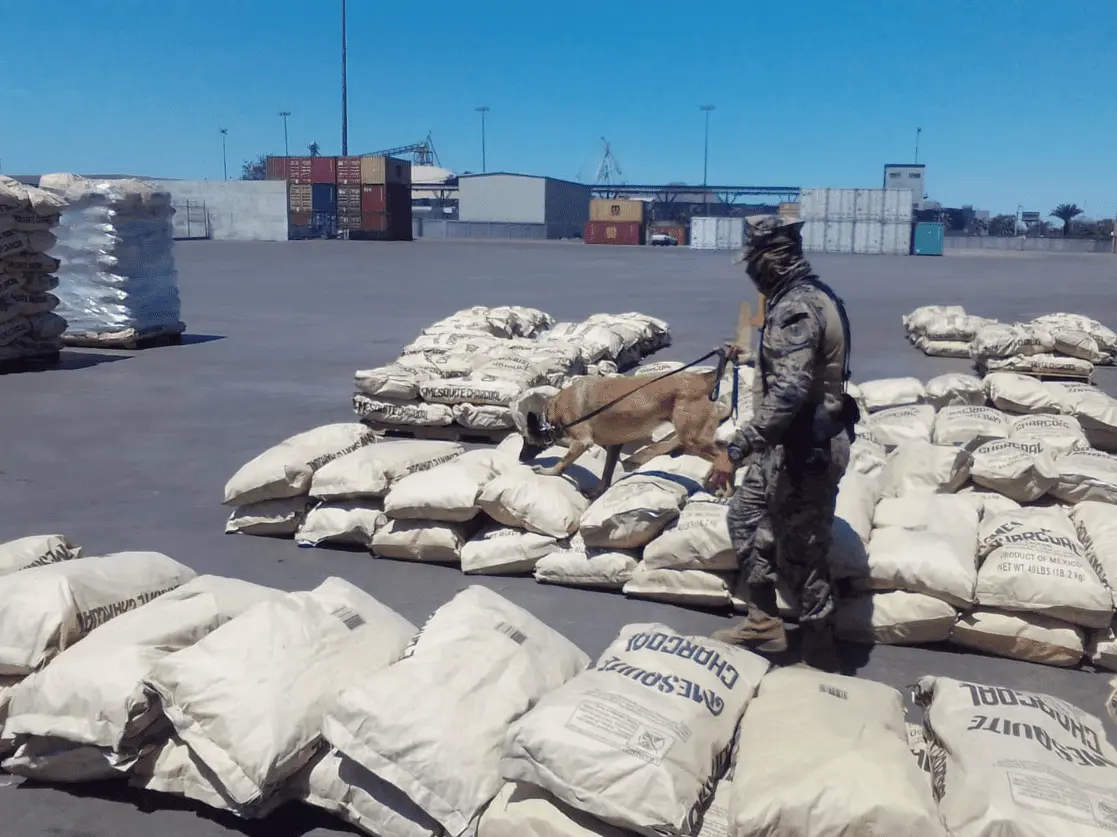 Entre abril y mayo, la Semar aseguró más de 80 kilos de droga y detuvo a 49 personas. Cortesía