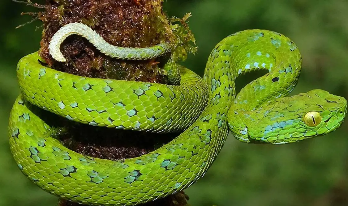 Gracias al descubrimiento se amplió el rango de distribución de esta especie. Cortesía